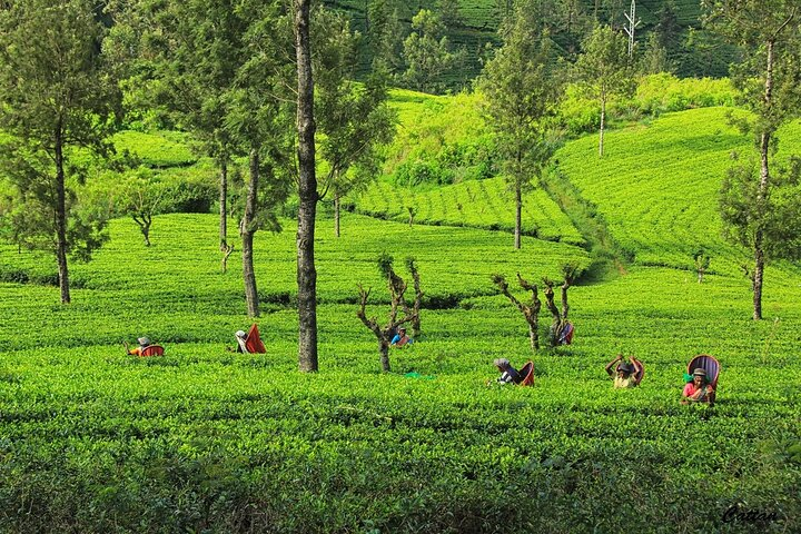 Greenery Tea Plantation and Factory at Kandy,Sri Lanka